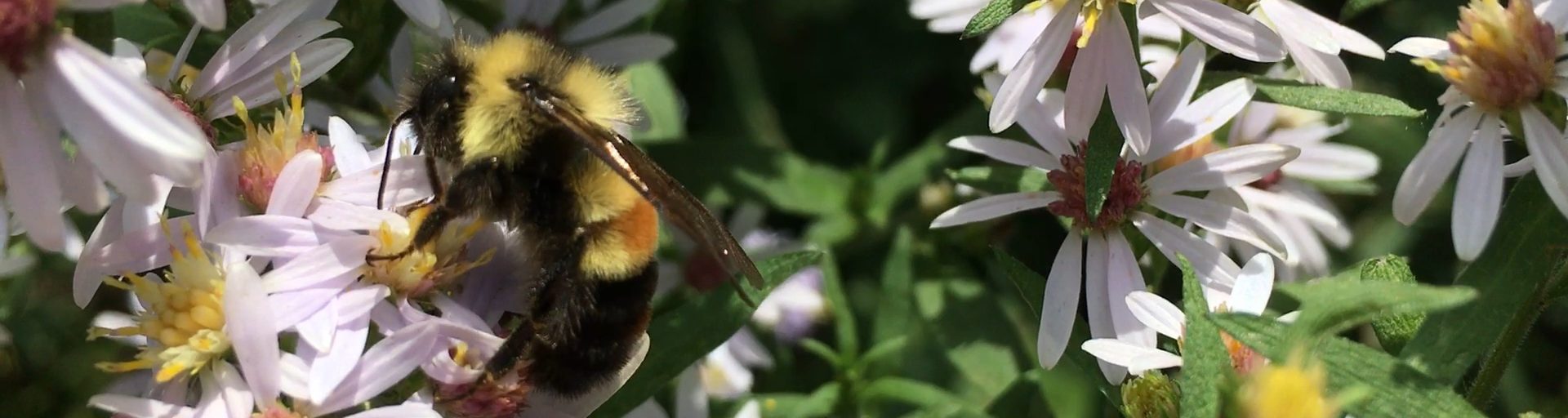 Support Northfield's Pollinators 🐝