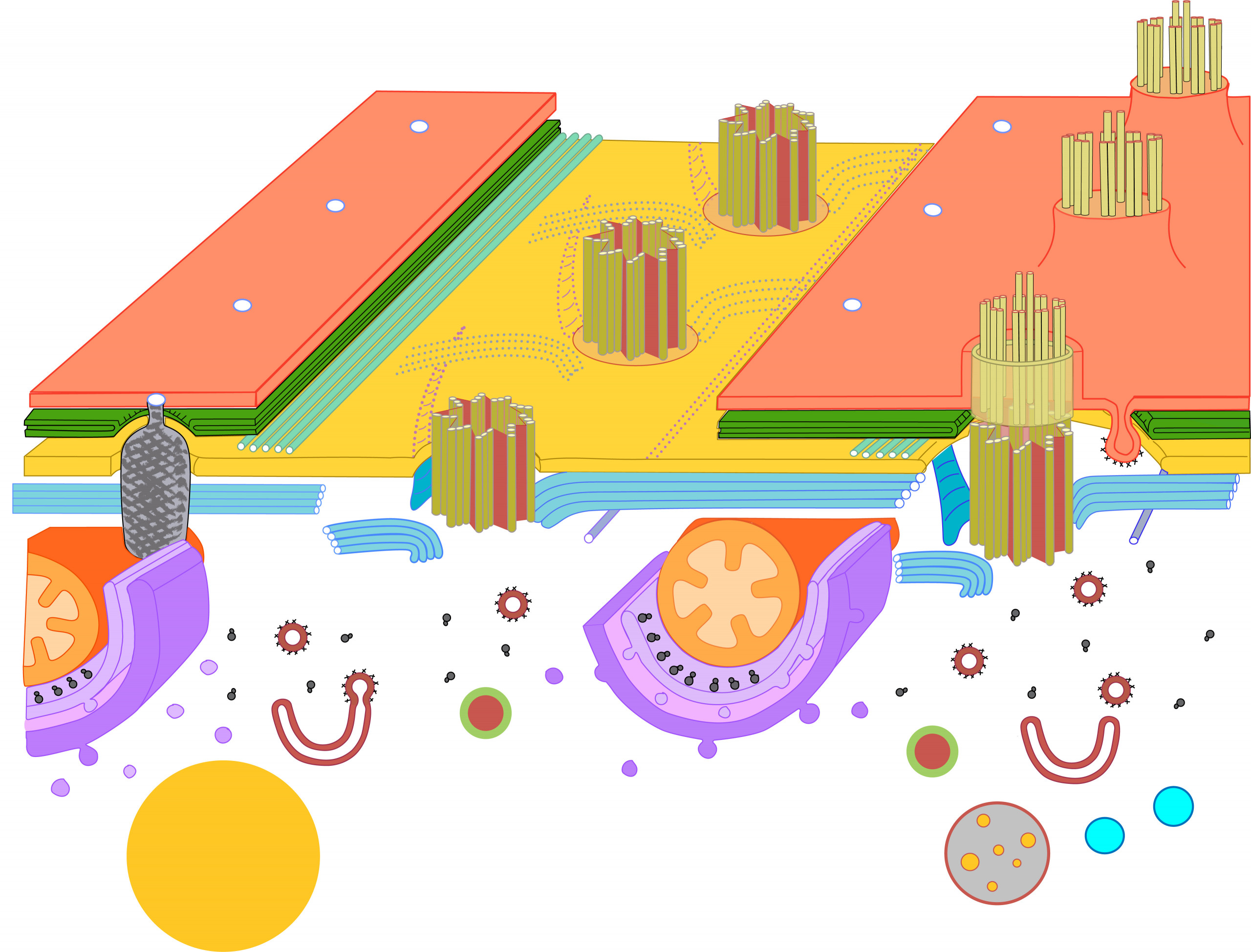 New Cortex Diagram