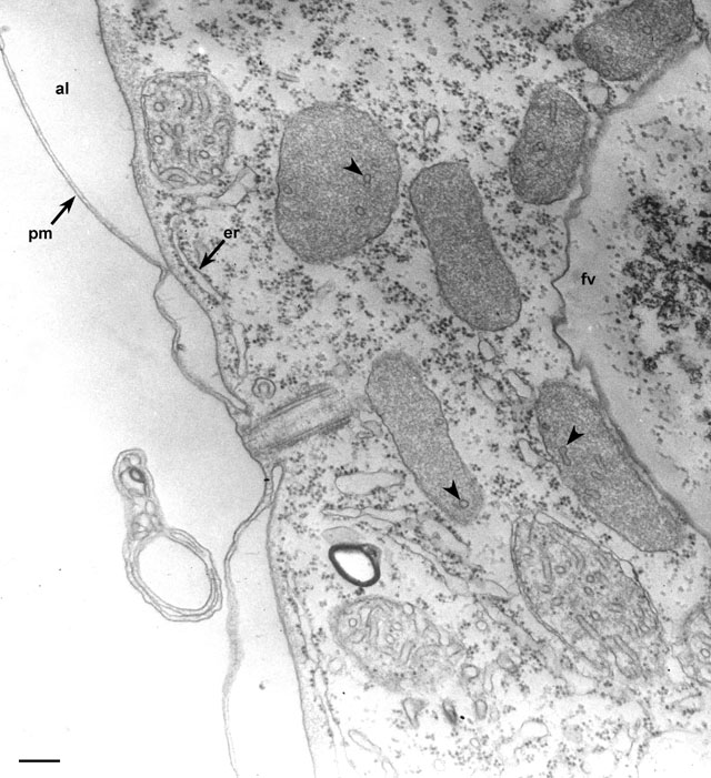 Food Vacuole