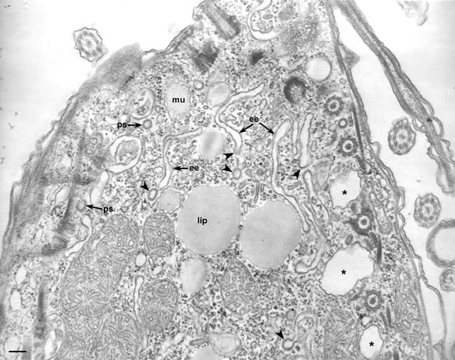 Early Endosomes