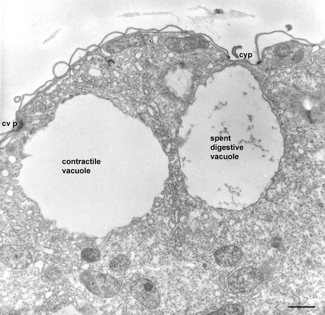 Contractile Vacuole System