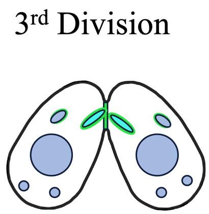 3rd Divison