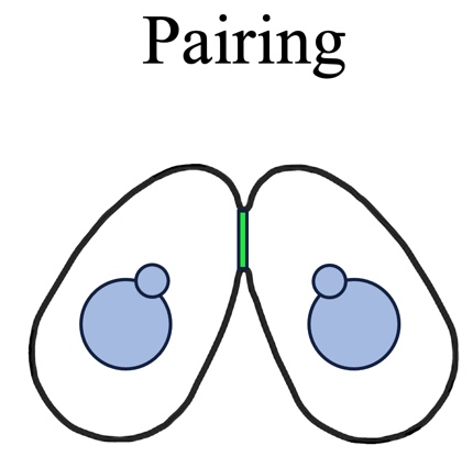 Pairing