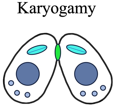 Karyogamy