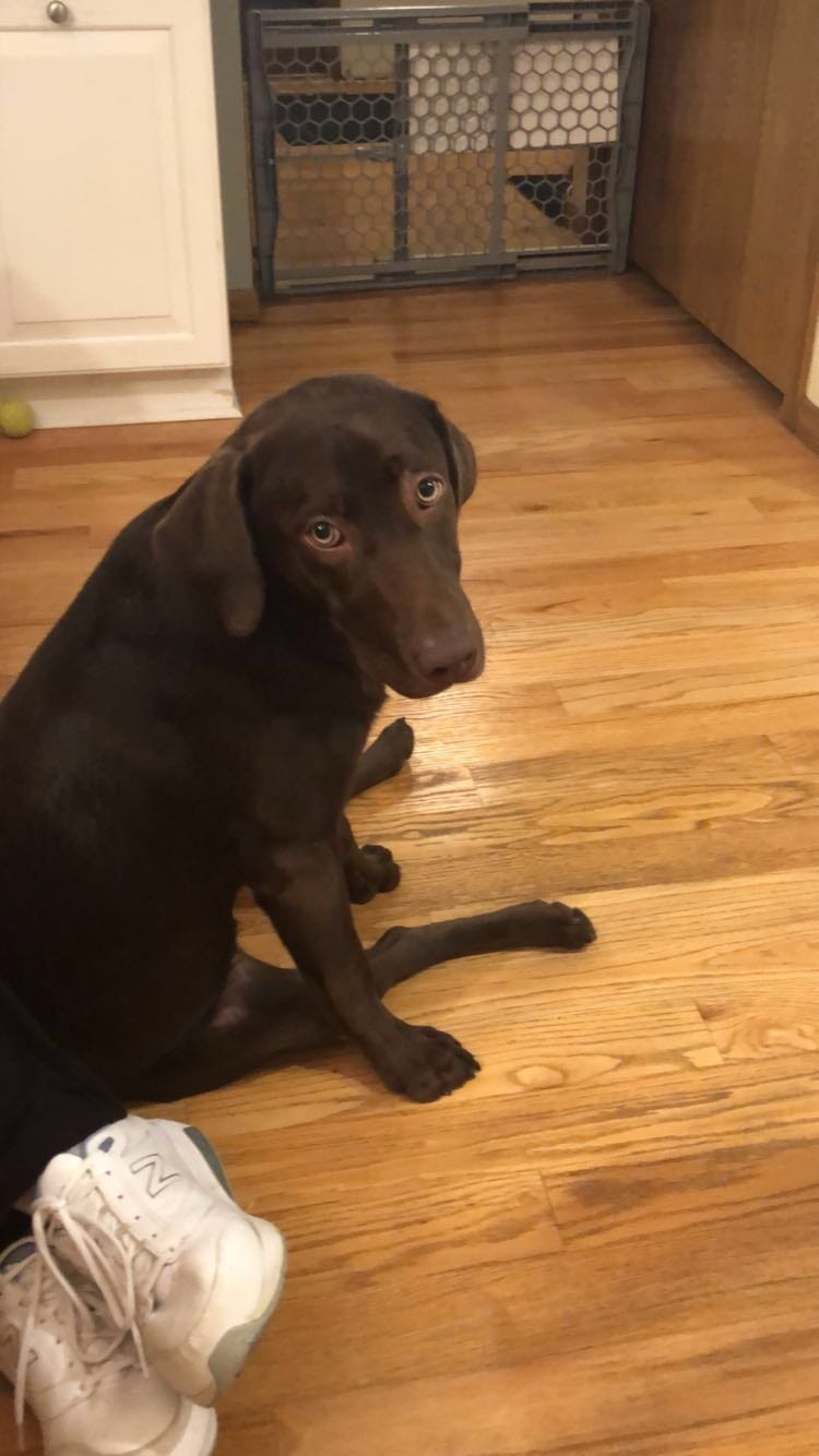 A chocolate lab sits on the floor and looks towards the camera.