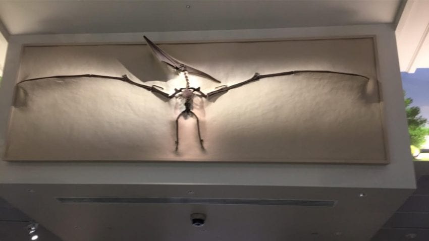Bones of an prehistoric bird