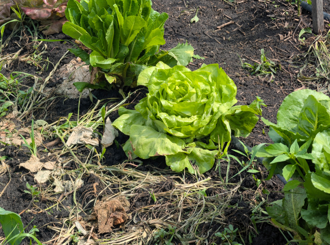 Lettuce