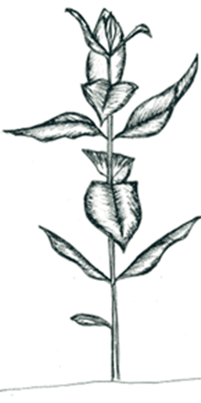 A sketch of a common milkweed plant.