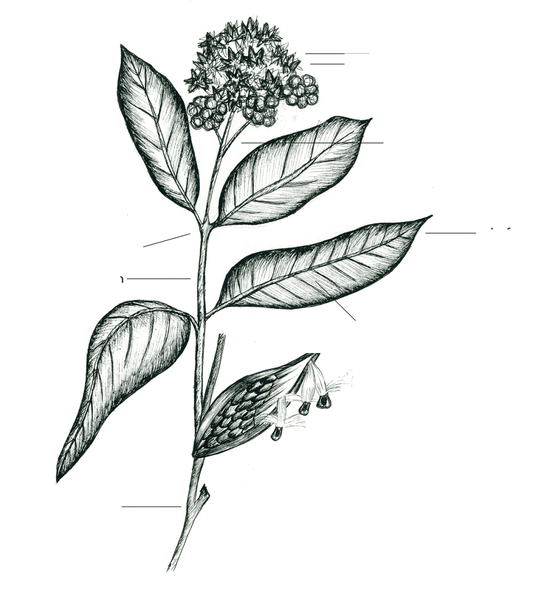 Milkweed Plant Pods Sketch Coloring Page