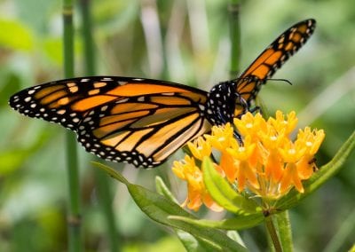 1. Monarchs and Their Decline