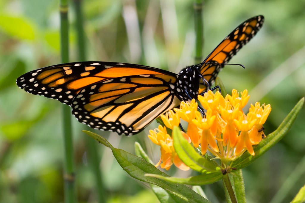 1. Monarchs and Their Decline | MAREN