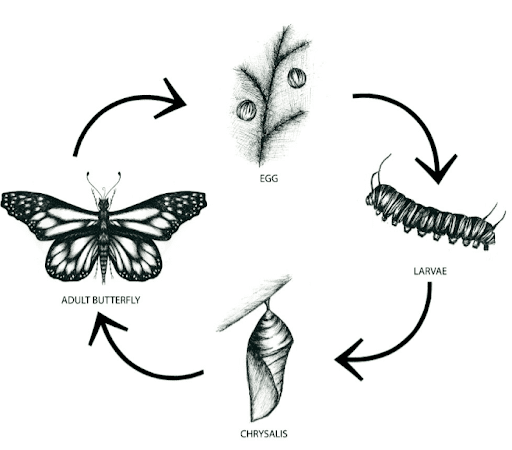 2. Monarch Population Decline Debate