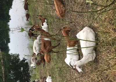 Goats do eat milkweed