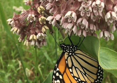 Pollinator observations on Milkweed