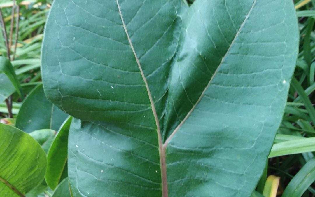 Weird leaf growth patterns in milkweed