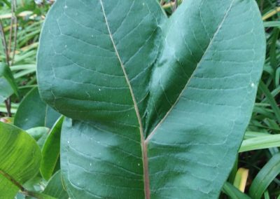 Weird leaf growth patterns in milkweed
