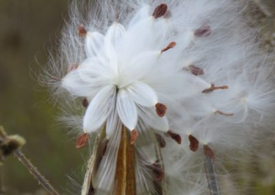 Cultural Significance of Milkweed
