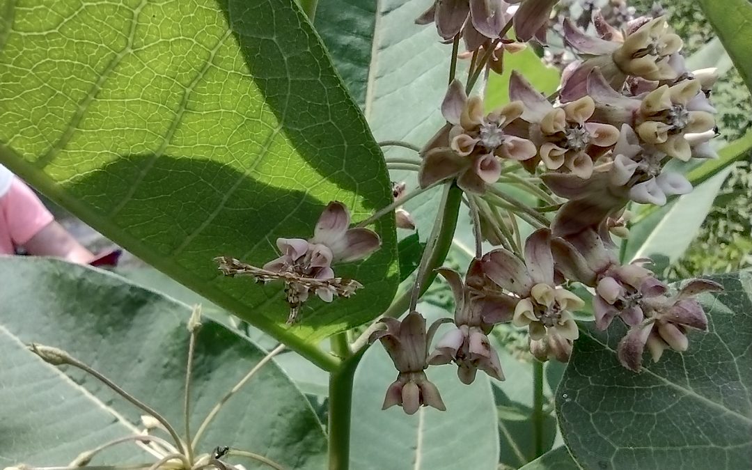 grape plume moth on milkweed flower