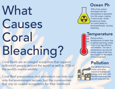 free infographics maker online coral reefs free infographics maker online coral reefs