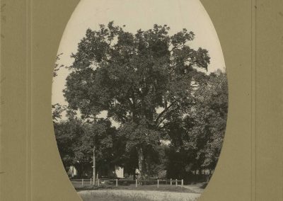 St. Olaf Elm tree with small fence around it for protection.