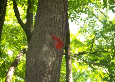 Red metal marker stuck in the side of a tree.