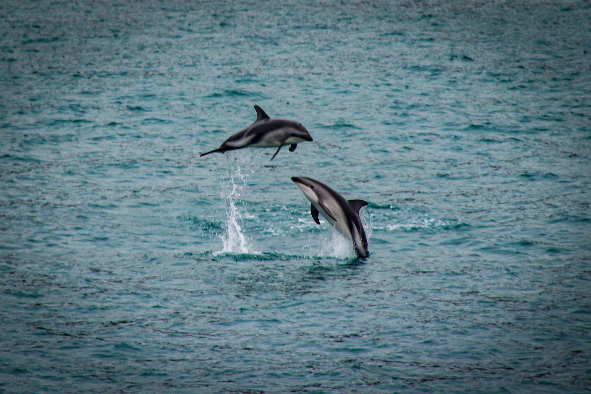 Dusky dolphins playfully jumping out of the water