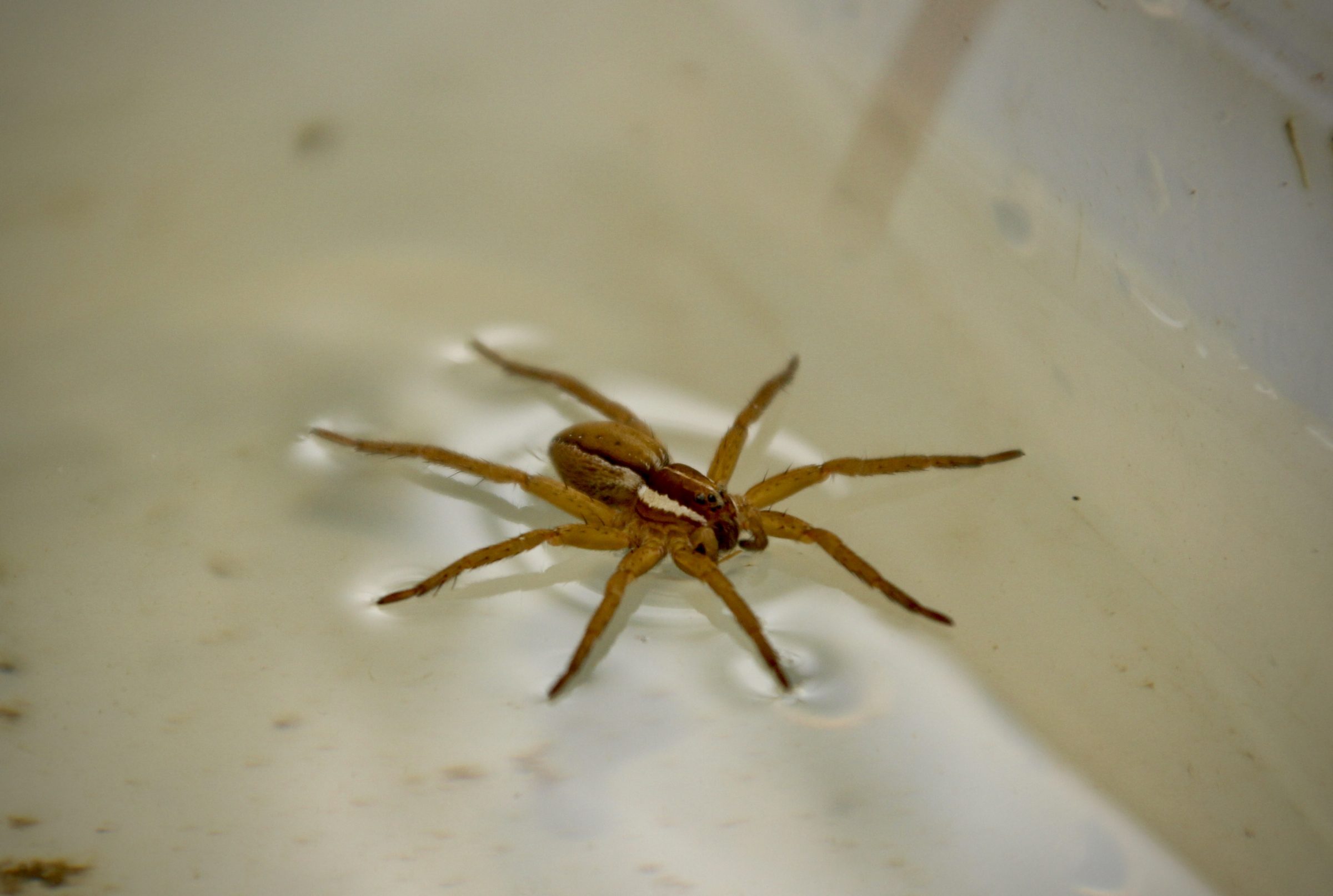 A close up shot of a Dolomedes spider
