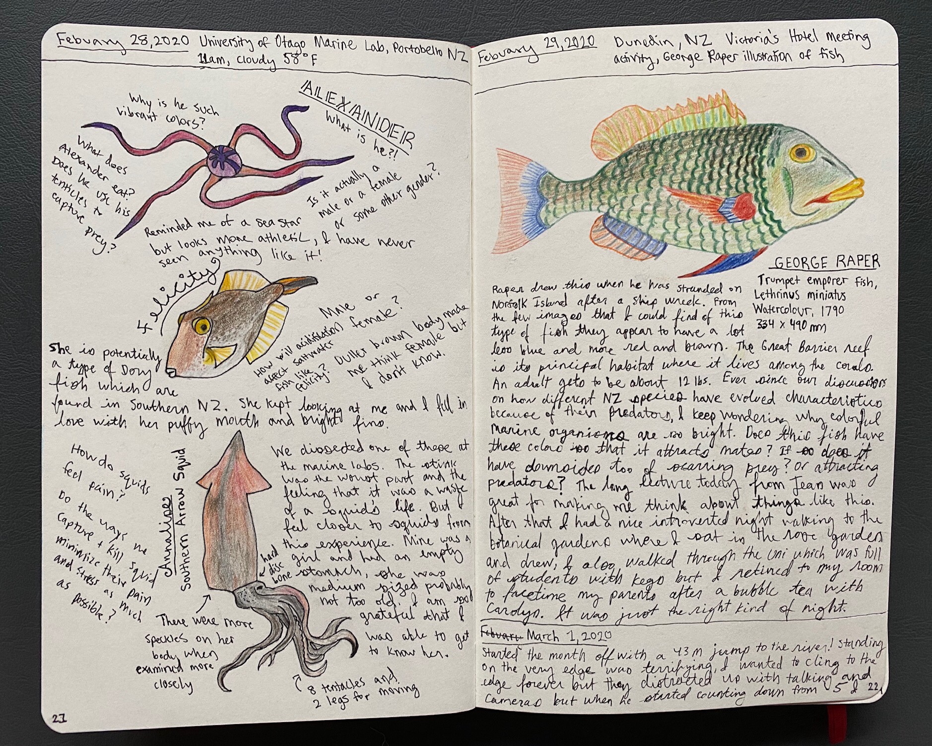 Field drawing of an array of sea creatures