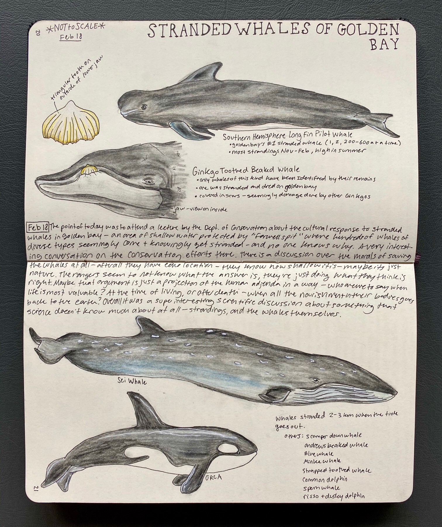 Field drawings of whales