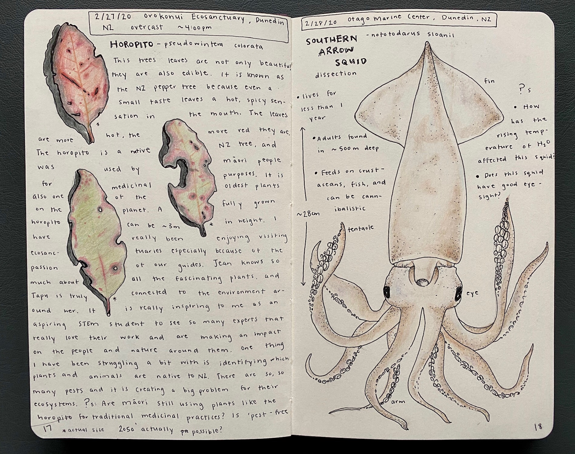 Field drawing of leaves and a Southern Arrow Squid
