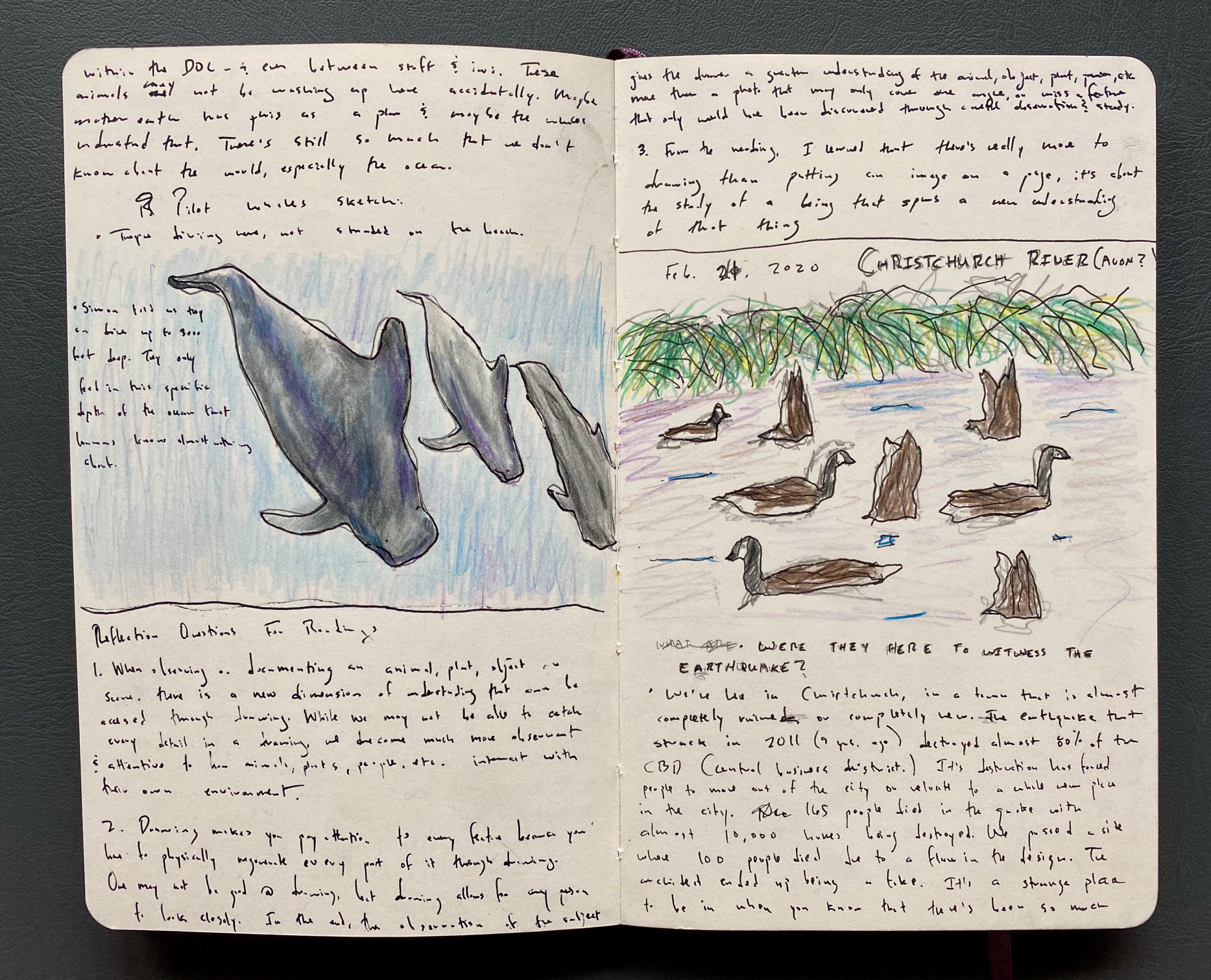 Field drawing of whales and ducks