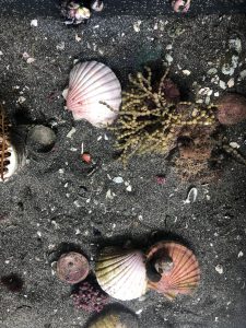 A collection of shells and sea objects in an aquarium