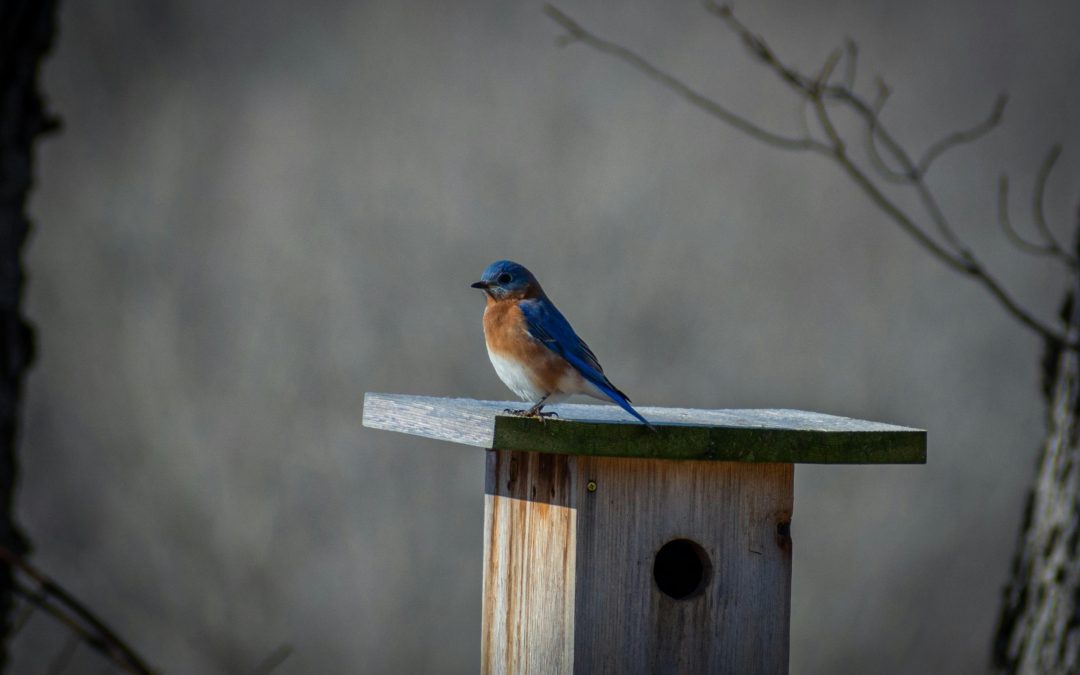 Bluebird Boxes