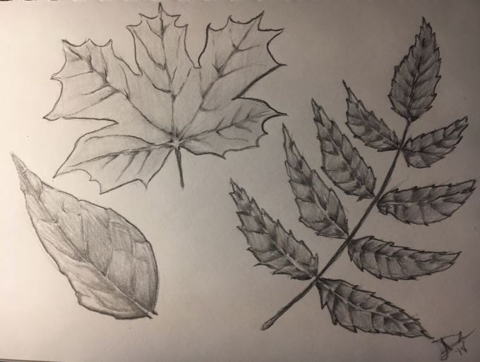Leaf Sketches