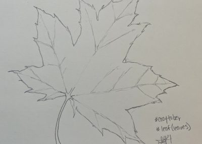 maple leaf sketch