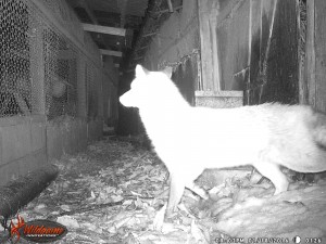 Red fox caught on camera near chicken house