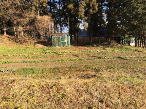 Garden plot with fresh greens — in winter!