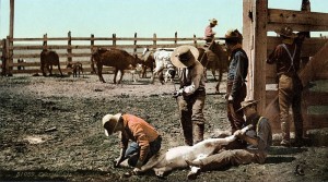 800px-Colorado_-_Branding_Calves_c._1900